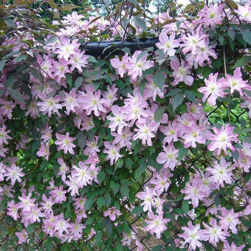 Pour la vie au jardin:CLEMATITE MONTANA ROSEBUD. Le pot de 4 litres