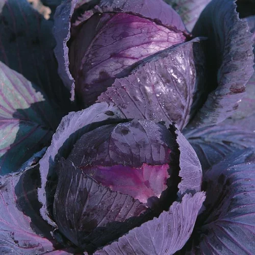 Jardin au quotidien：Chou Rouge Romanov Bio. La barquette de 3 plants