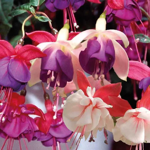 Sélection pour votre jardin：Fuchsia érigé - Le pot de 9 x 9 cm
