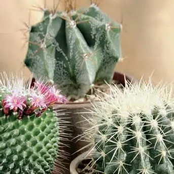 Jardin durable:Cactus mix botanic®. Le pot de Ø 12 x H 15 cm