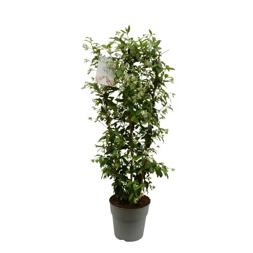Jardin et déco：Trachelospermum jasminoides blanc. Le pot de 9,6 litres, forme espalier