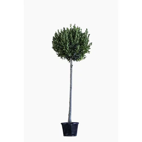Jardin malin:Laurus Nobilis ou Laurier sauce en pot de 30 L