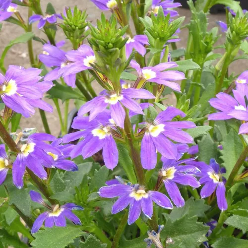 Malin au jardin：Scaevola - Le pot de 1 litre