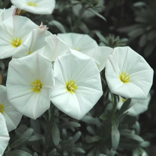 Moderne extérieur:Convolvulus ou Liseron de Turquie à fleurs blanches - La suspension Ø 27 cm