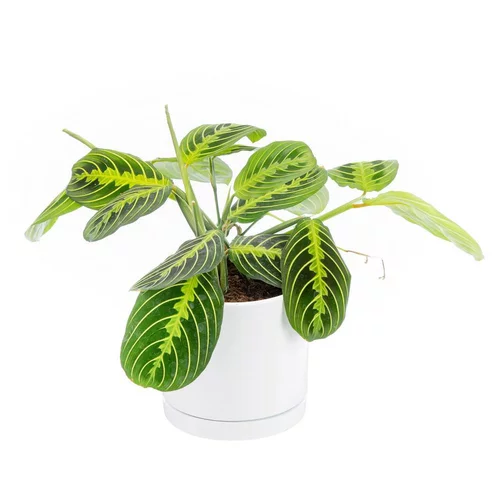 Ambiance jardin：Maranta Leuconeura 'Lemon' vert en pot blanc émaillé botanic®. Le pot Ø 15 cm
