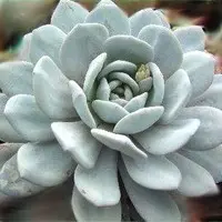 Pour personnaliser votre jardin:Echeveria mix. Le pot de Ø 8,5 cm