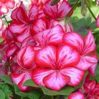 Pour vos moments au jardin:Géranium lierre à grandes fleurs - La suspension de 30 cm