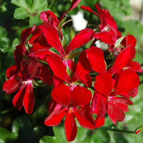 Un choix pratique pour l’extérieur:Géranium Lierre Simple à fleurs multicolores - La suspension Ø 27 cm