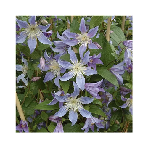 Pour l’univers du jardin：CLEMATITE BLUE RIVER. Le pot de 3 litres