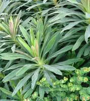 Essentiel extérieur:Euphorbia Martini Tiny Tim - Le pot de 3 litres