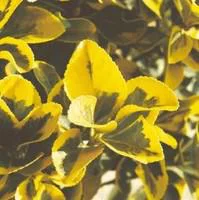 Pratique dehors：Euonymus variés - Le pot de 2.5 litres