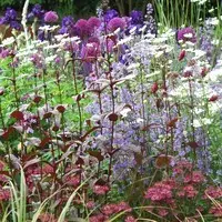 Idéal pour le jardin:Vivace variée. Le pot de 1 litre
