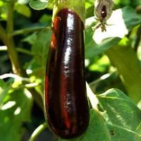 Jardin loisirs：Aubergine Longue Bio. La barquette de 6 plants