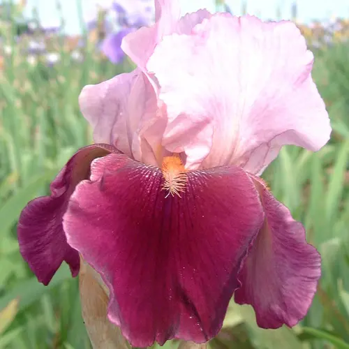 Pour un extérieur à votre image:Iris des jardins Camelot rose - Le pot de 1 litre