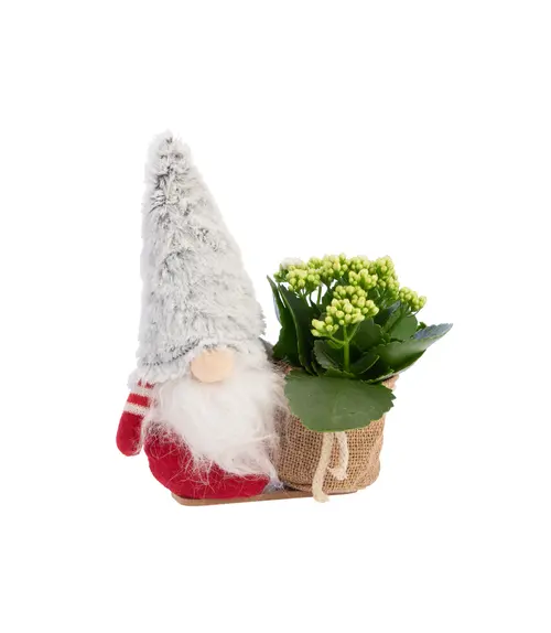 Malin extérieur:Kalanchoé et cache pot. 25 cm