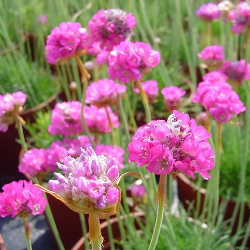 Pour un jardin plus pratique:Armeria (Œillet marin ou Gazon d'Espagne) à fleurs roses - Le pot de 1 litre