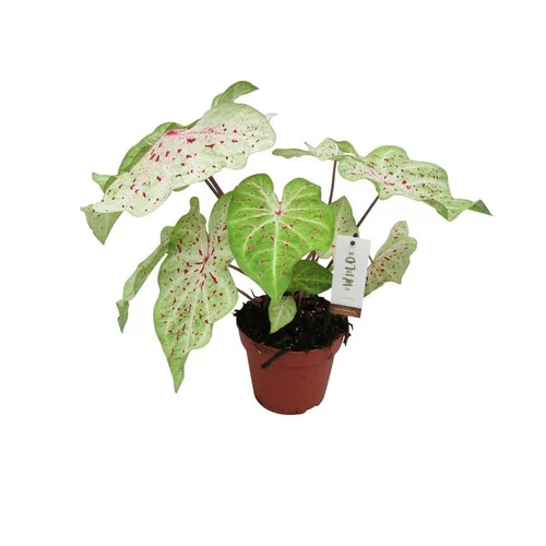 Essentiel au jardin:Caladium en pot Ø 17 x H 45 cm