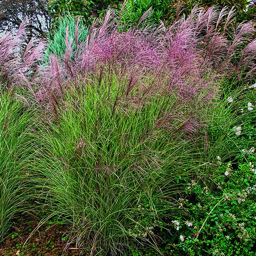 Idée simple:Miscanthus sinensis Morning Light vert botanic®. Le pot de 7,5 litres