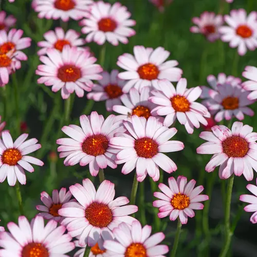 Pour compléter votre jardin:Marguerite du Maroc ‘African Rose’ - Le pot de 2 litres
