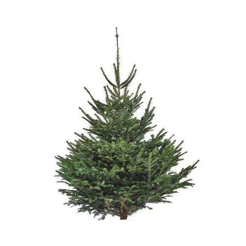 Indispensable au jardin:Sapin de Noël naturel coupé Nordmann - de 300 à 350 cm