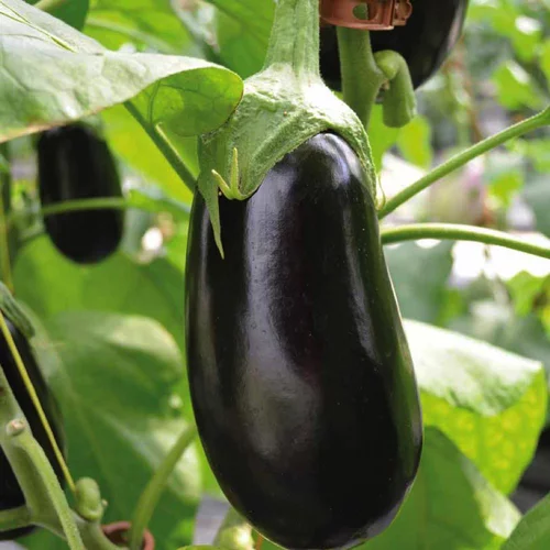 Jardin confort:Aubergine Demi Longue Flavine Bio. La barquette de 3 plants