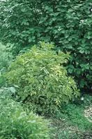 Accessoire jardin：Sambucus Nigra Aurea - Pot de 5L