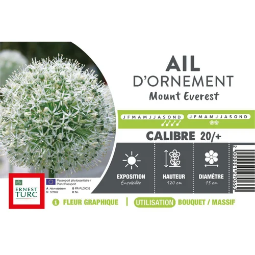 Pour votre jardin:Allium Mount Everest - 1 bulbe