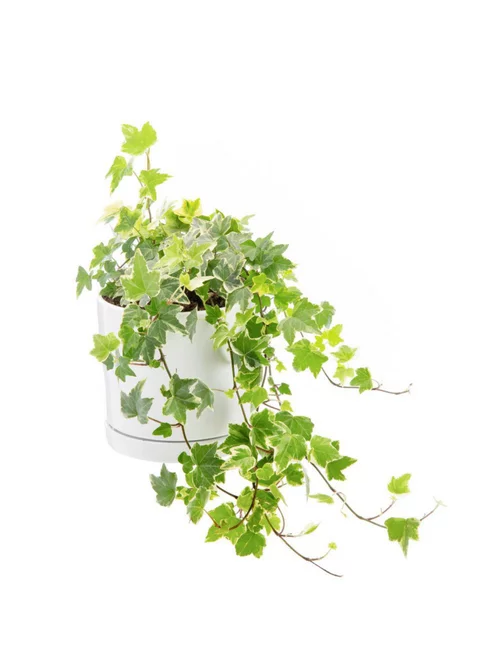 Pour aménager le jardin：Lierre panaché vert en pot blanc émaillé botanic®. Le pot Ø 15 cm