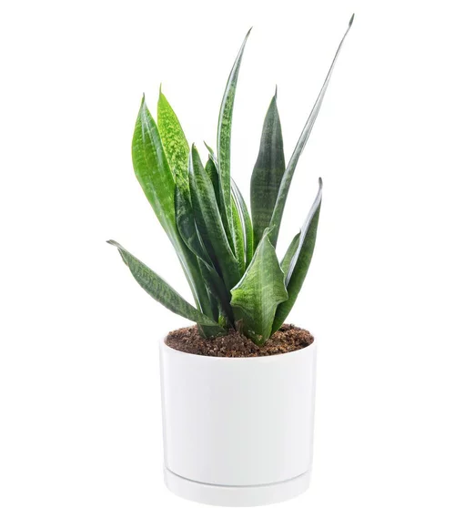 Les indispensables du jardin:Sansevieria Zeylanica vert en pot blanc émaillé botanic®. Le pot Ø 18 cm