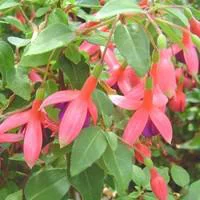 Sélection pour votre jardin:Fuchsia érigé - Le pot de 4 litres