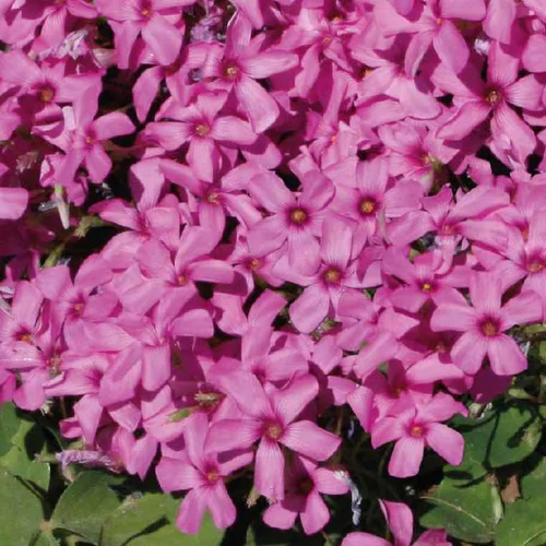 Simple dehors:Oxalis trèfle à 4 feuilles - Le pot de 9 x 9 cm