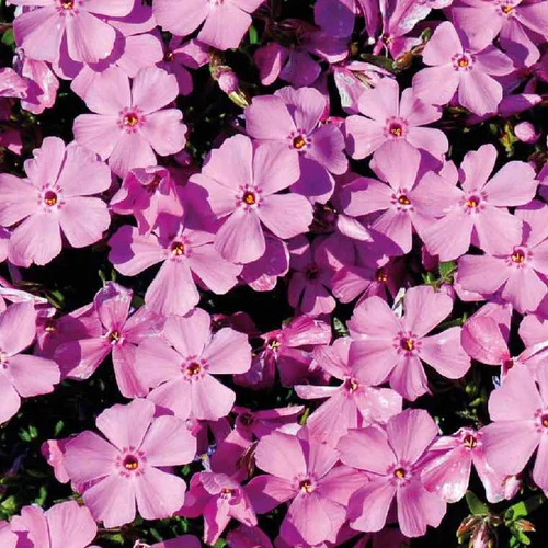 Équipement extérieur：Phlox En Coussin Rose - Le pot de 9 x 9 cm