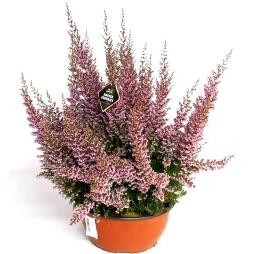 Le pratique pour l’extérieur:Erica Baccans Sparsa Coupe - La coupe de 23 cm