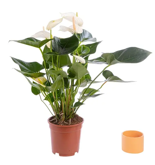 Jardin chez vous:Anthurium. Le pot de Ø 17 cm