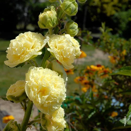 Sélection maison：Rose Trémière double jaune - Le pot de 1 litre