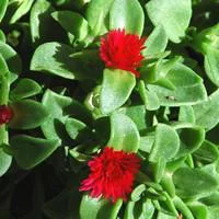 Malin au jardin：Apténia - Le pot de 10,5 cm