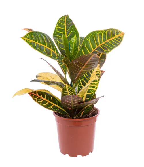 Pour équiper vos extérieurs:Croton petra multicolore. Le pot Ø 19 cm