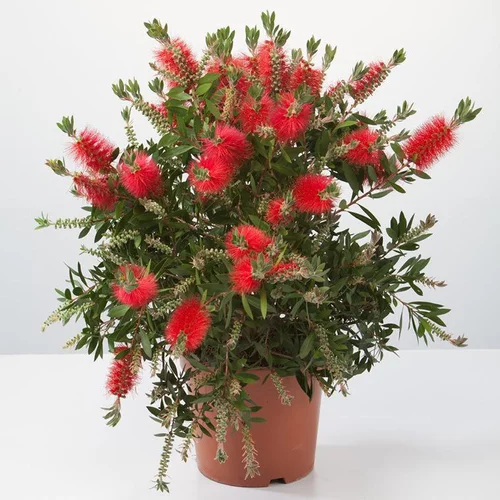 Pour tous les jours:Rince bouteille (Callistemon Laevis). Le pot de 3 litres