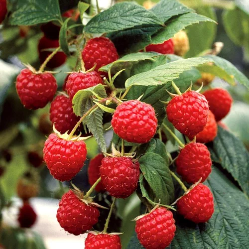Pour embellir le jardin:Framboisier Heritage Bio. Le pot de 1 litre