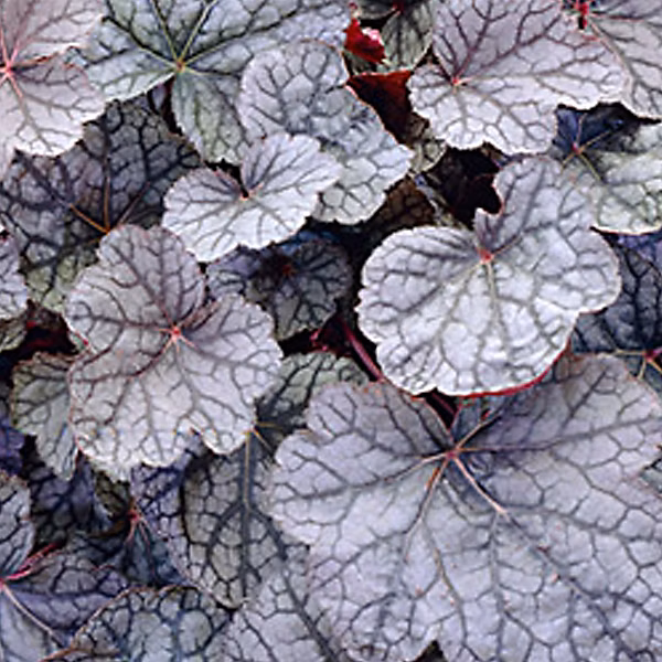 6 x Heuchère 'Cascade Dawn' – Heuchera 'Cascade Dawn', godet 9cm x 9cm