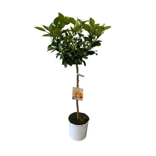 Jardin maison：Oranger Washington zéro résidus. Le pot de 9 litres, forme 1/2 tige