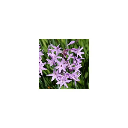 Jardin pour tous:Tulbaghia x Violacea Dark star - Le pot de 2 litres
