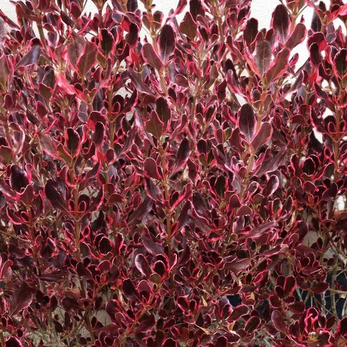 Un atout pour vos extérieurs：Coprosma Repens Pacific Dawn multicolore en pot de 4 L