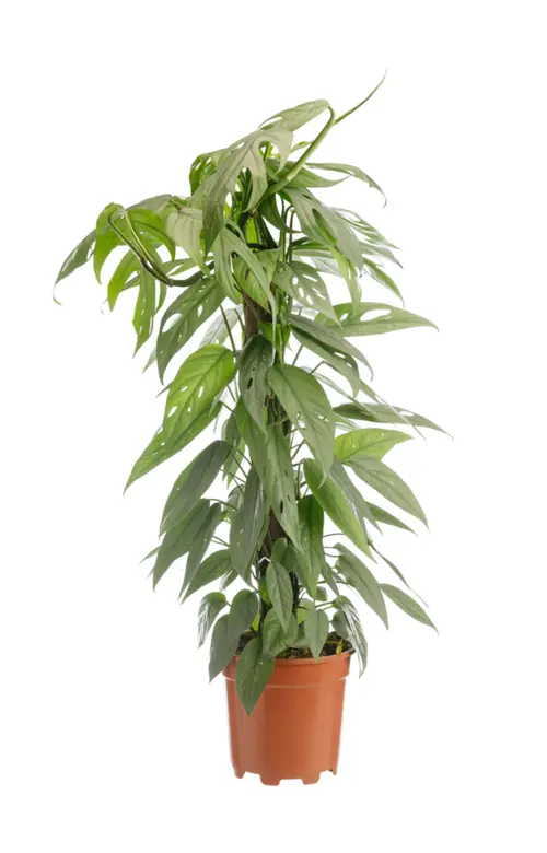 Extérieur fonctionnel：Pothos Cebu Blue vert. Le pot Ø 17 cm