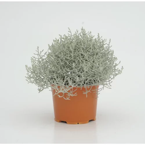 Solution nature：calocephale de brown - Le pot diam 12 cm