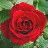 Jardin passion：Rosier miniature. Le pot déco de 1 litre