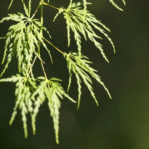 Esprit extérieur：Erable du Japon (ACER PALMATUM SEIRYU ) Le pot de 110 litres