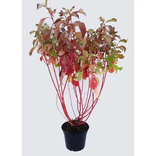 Pour enrichir votre univers jardin：Cornouiller - pot 5 L