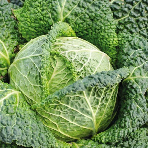 Le bon choix pour l’extérieur:Chou De Milan Famosa Bio. La barquette de 3 plants