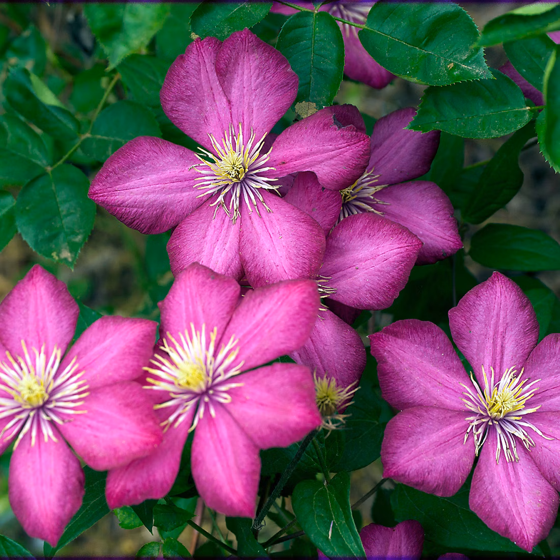 2 x Clématite 'Ville de Lyon' | Clematis 'Ville De Lyon' – 50 – 60 cm pot